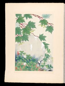 Inoue Masaharu / Japanese Alpine Plants / Miyama-katabami and Mine-kaede