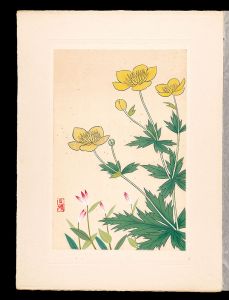 Inoue Masaharu / Japanese Alpine Plants / Trollius hondoensis and Pogonia minor