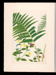 Inoue Masaharu / Japanese Alpine Plants / Crown wood-fern and Yellow Balsam