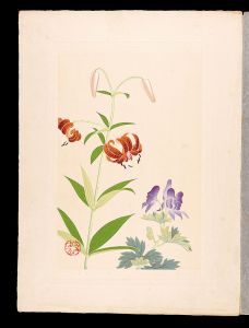 Inoue Masaharu / Japanese Alpine Plants / Chinese aconite and Wheel lily