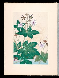 Inoue Masaharu / Japanese Alpine Plants / Geranium onoei var