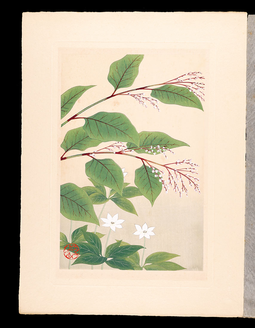 Inoue Masaharu “Japanese Alpine Plants / Japanese knotweed and European star flower”