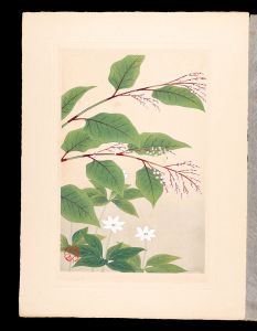 Inoue Masaharu / Japanese Alpine Plants / Japanese knotweed and European star flower
