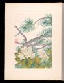 Japanese Alpine Plants / Yello......