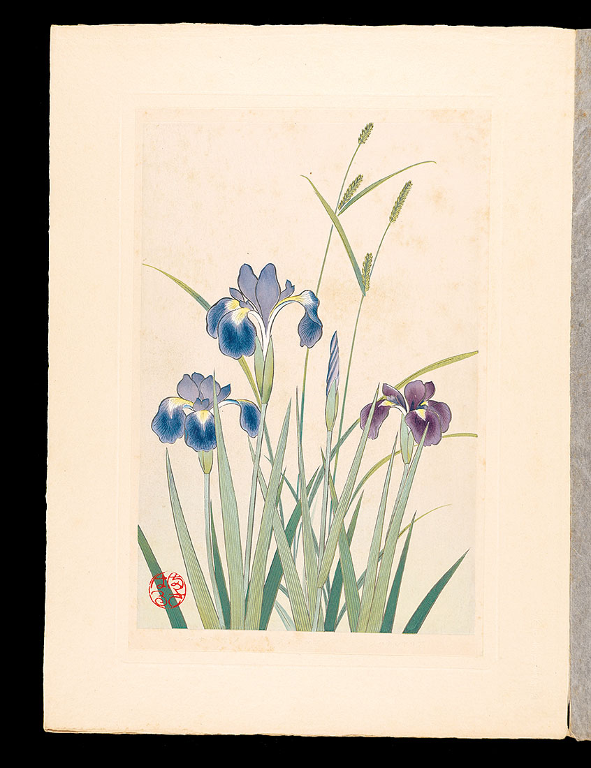 Inoue Masaharu “Japanese Alpine Plants / Iris sanguinea and Cyperus aphyllopus and Japanese water iris”