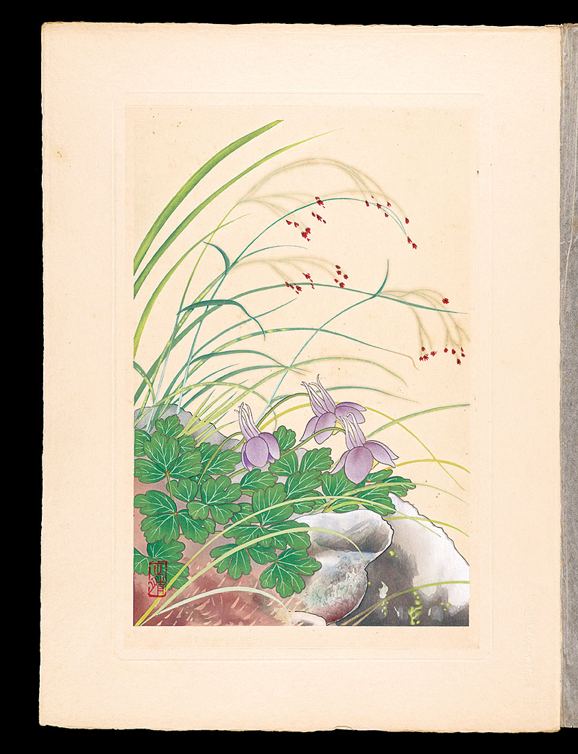 Inoue Masaharu “Japanese Alpine Plants / Aquilegia flabellata var. pumila and Luzula nipponica”