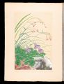 Japanese Alpine Plants / Aquil......