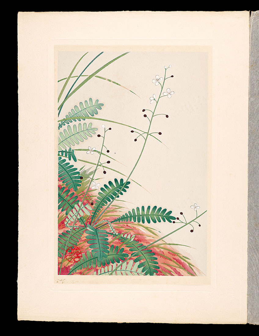 Inoue Masaharu “Japanese Alpine Plants / Osabagusa”