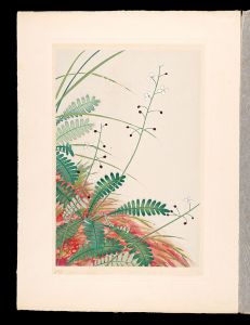 Inoue Masaharu / Japanese Alpine Plants / Osabagusa