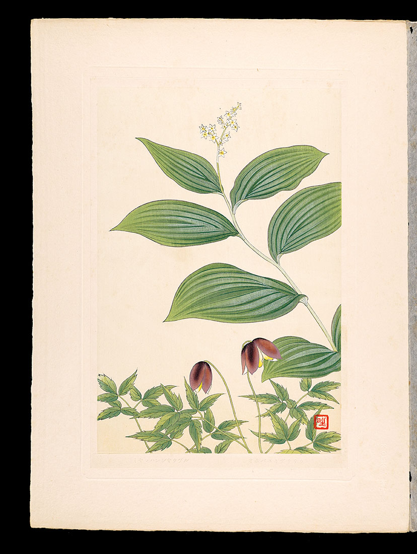 Inoue Masaharu “Japanese Alpine Plants / Obayukizasasou and Miyamahanshoduru”