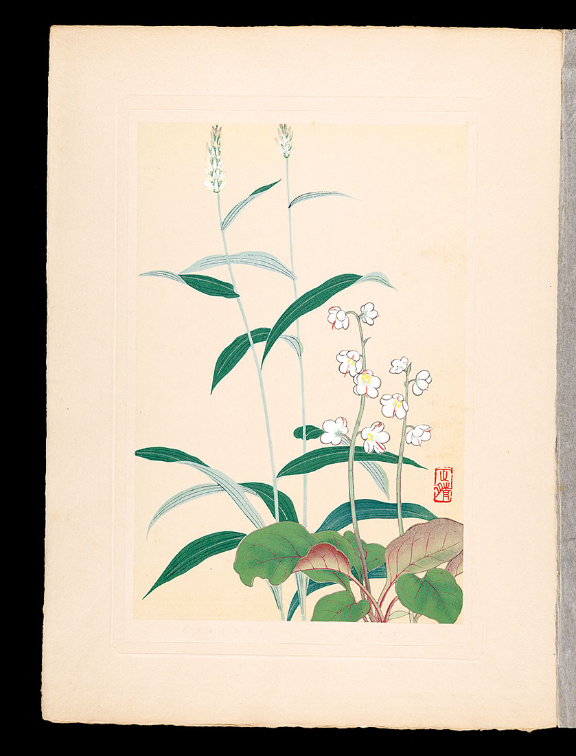 Inoue Masaharu “Japanese Alpine Plants / Ichiyakuso and Bistort”