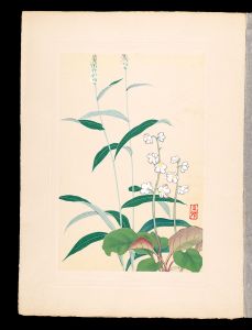 Inoue Masaharu / Japanese Alpine Plants / Ichiyakuso and Bistort