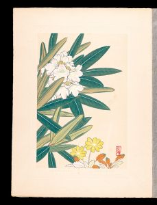 Inoue Masaharu / Japanese Alpine Plants / Dryas octopetala var. asiatica and Andromeda polifolia form. leucantha
