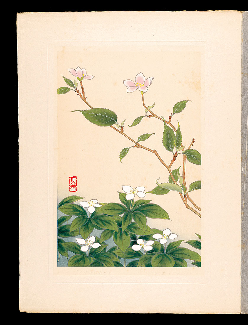 Inoue Masaharu “Japanese Alpine Plants / Japanese alpine cherry and Bunchberry”