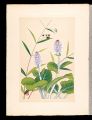 Japanese Alpine Plants / Lagot......