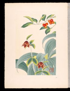 Inoue Masaharu / Japanese Alpine Plants / Lonicera vidalii and Veratrum stamineum Maxim and Black lily