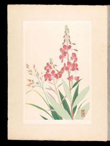 Inoue Masaharu / Japanese Alpine Plants / Fireweed and Calamagrostis matsumurae