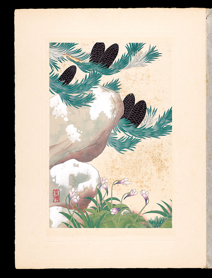 Inoue Masaharu “Japanese Alpine Plants / Abies veitchii and Pinguicula vulgaris”