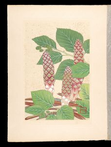 Inoue Masaharu / Japanese Alpine Plants / Boschniakia rossica and Miyama-hannoki