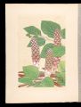 Japanese Alpine Plants / Bosch......