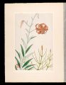 Japanese Alpine Plants / Maxim......