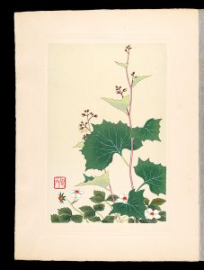 Inoue Masaharu / Japanese Alpine Plants / Parasenecio maximowiczianus and Fragaria nipponica
