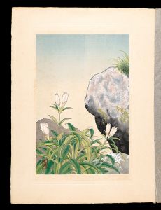 Inoue Masaharu / Japanese Alpine Plants / Gentiana algida