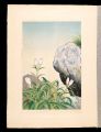 Japanese Alpine Plants / Genti......