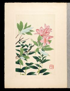 Inoue Masaharu / Japanese Alpine Plants / Lithospermum erythrorhizon and Japanese azalea