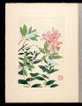 Japanese Alpine Plants / Litho......