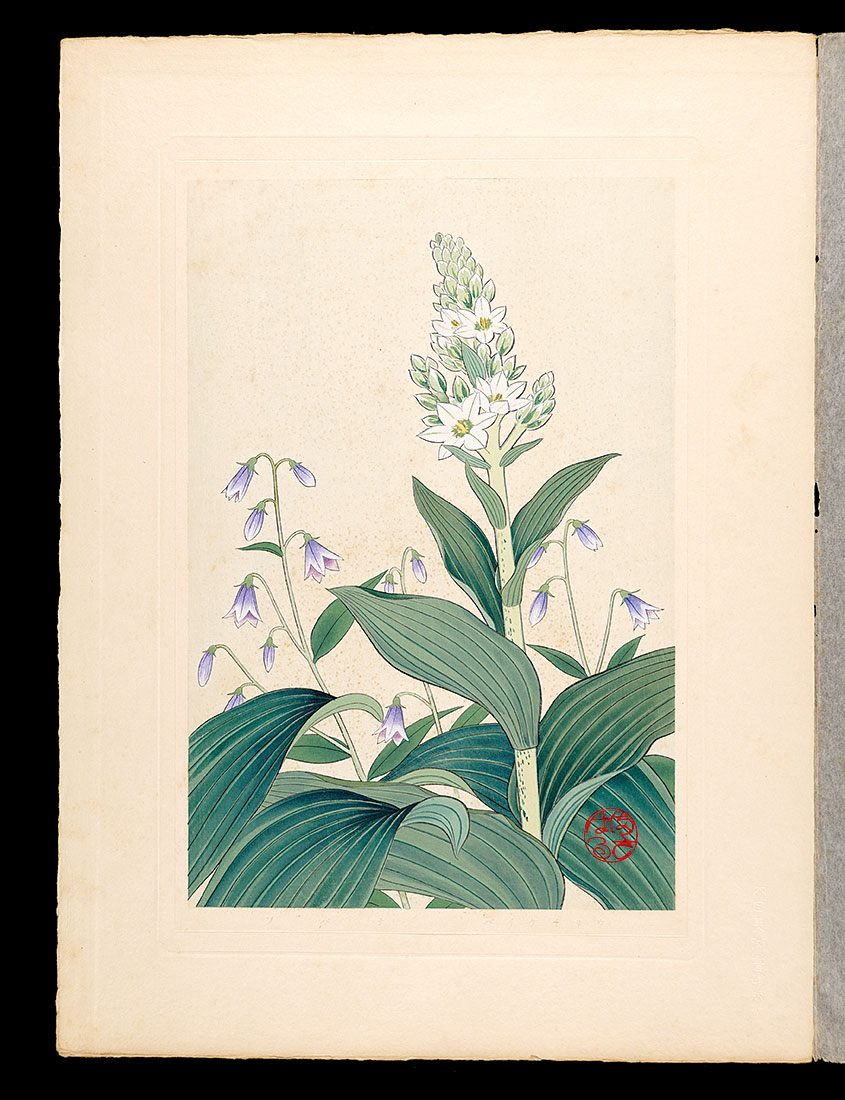 Inoue Masaharu “Japanese Alpine Plants / False Helleborine and Adenophora remotiflora”