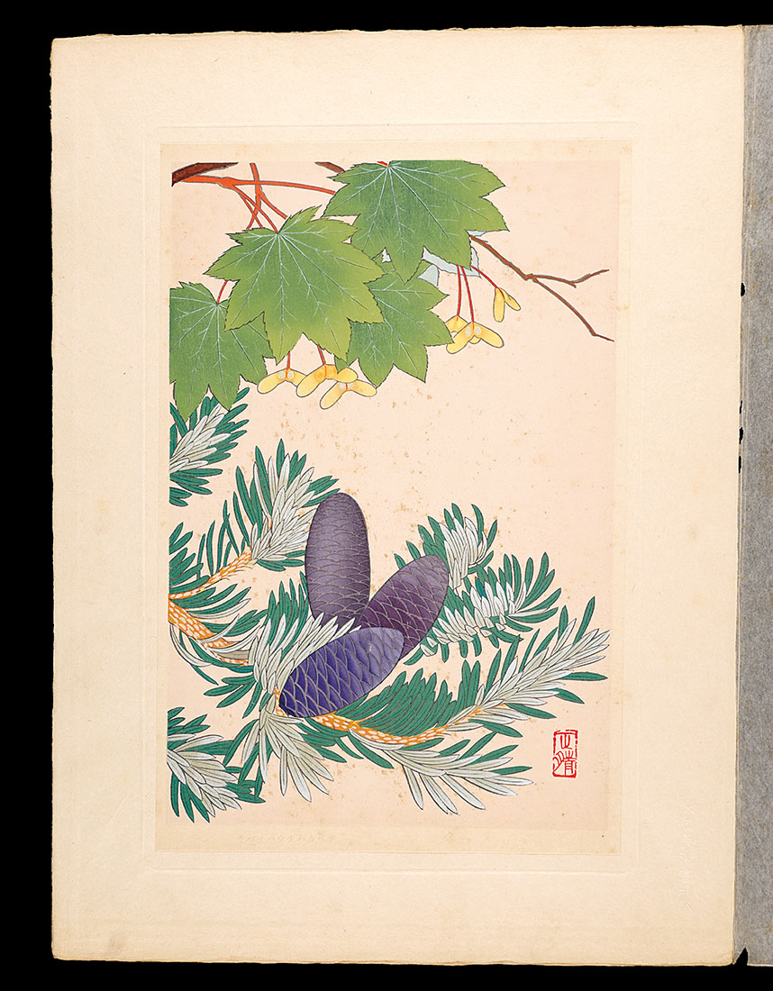 Inoue Masaharu “Japanese Alpine Plants / Acer sieboldianum Miq and Urajiro-momi”
