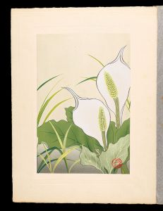 Inoue Masaharu / Japanese Alpine Plants / Asian skunk cabbage