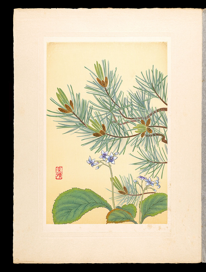 Inoue Masaharu “Japanese Alpine Plants / Conandron ramondioides and Dwarf Siberian pine”