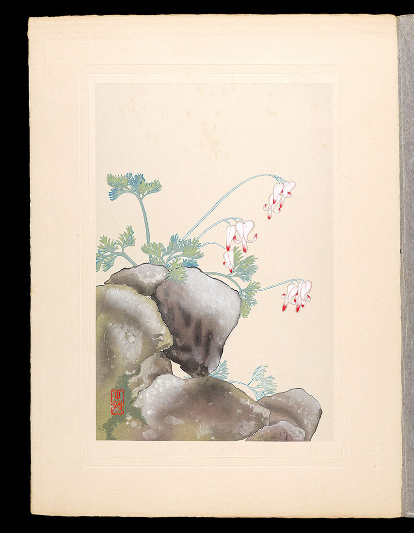 Inoue Masaharu “Japanese Alpine Plants / Dicentra peregrina”