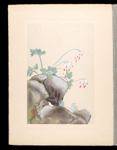 Inoue Masaharu / Japanese Alpine Plants / Dicentra peregrina