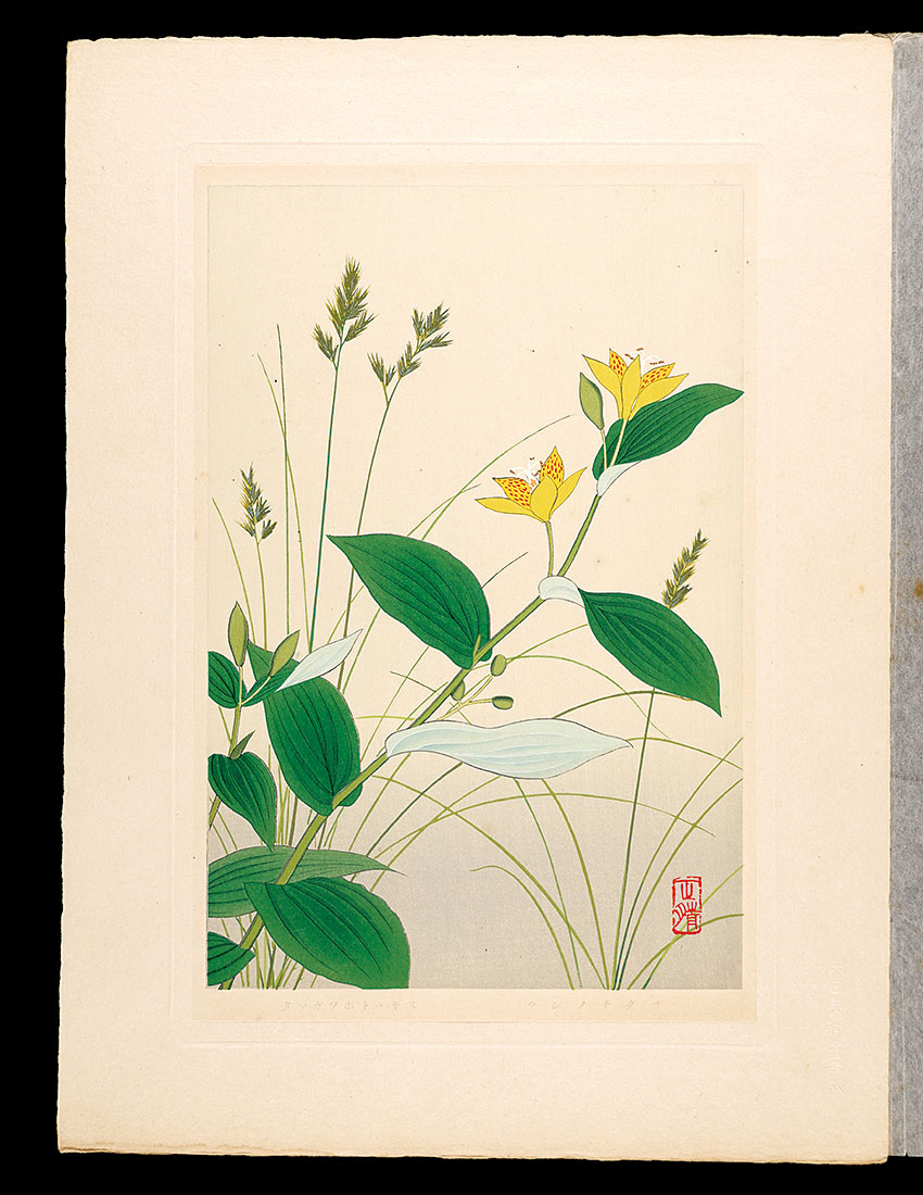 Inoue Masaharu “Japanese Alpine Plants / Fescue and Tricyrtis latifolia”