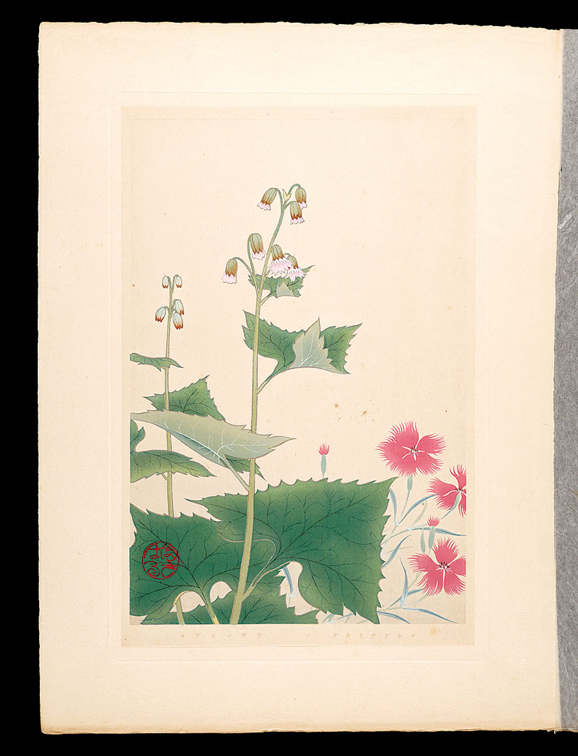 Inoue Masaharu “Japanese Alpine Plants / speciosus Rchb and Parasenecio hastatus ssp”