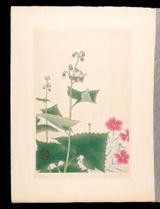 Inoue Masaharu / Japanese Alpine Plants / speciosus Rchb and Parasenecio hastatus ssp