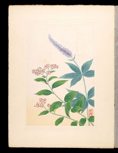 Inoue Masaharu / Japanese Alpine Plants / Veronicastrum japonicum and Japanese spiraea