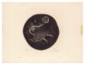 Narcissus and a Fish