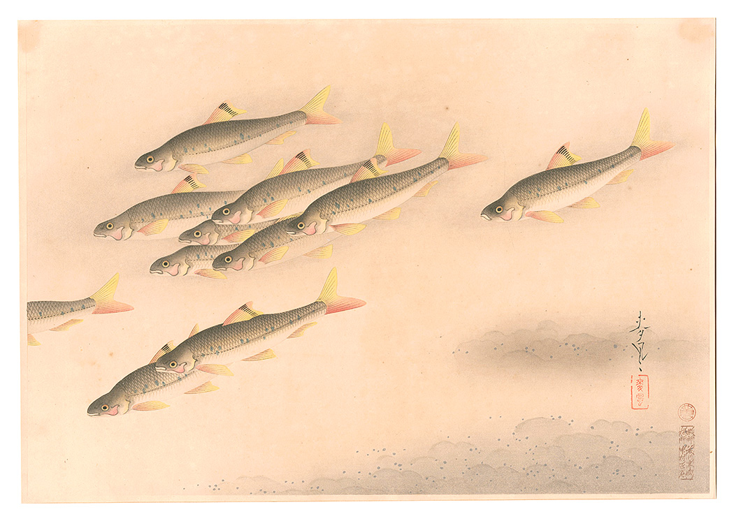 大野麥風「大日本魚類画集　第二輯ノ九 ヒガイ」