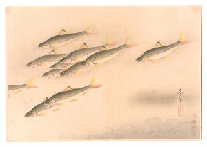 Ono Bakufu / Fish of Japan / No. 9 of Volume 2: Sarcocheilichthys variegatus variegatus