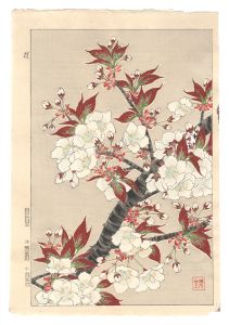 河原崎奨堂「日本の花こよみ　サクラ（桜）」