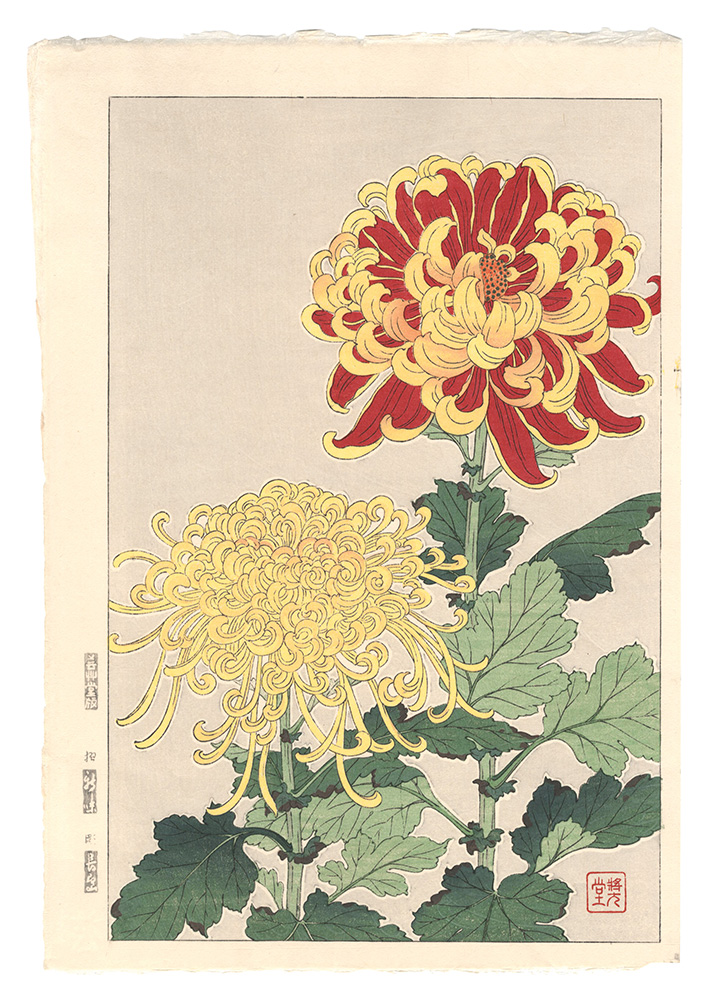 河原崎奨堂「日本の花こよみ　キク（菊）」