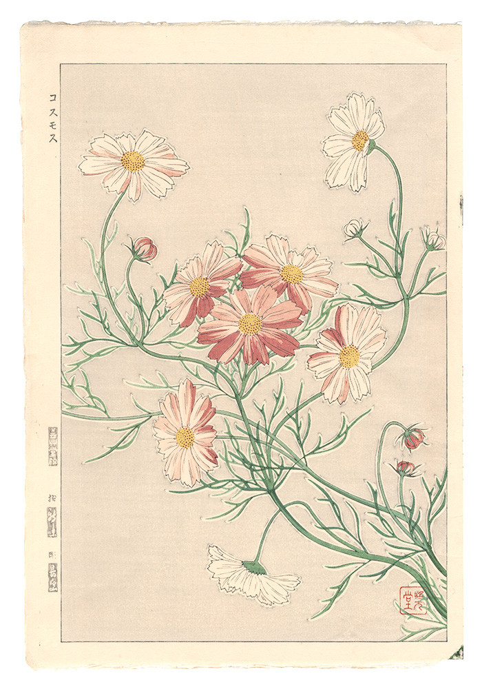河原崎奨堂「日本の花こよみ　コスモス（秋桜）」