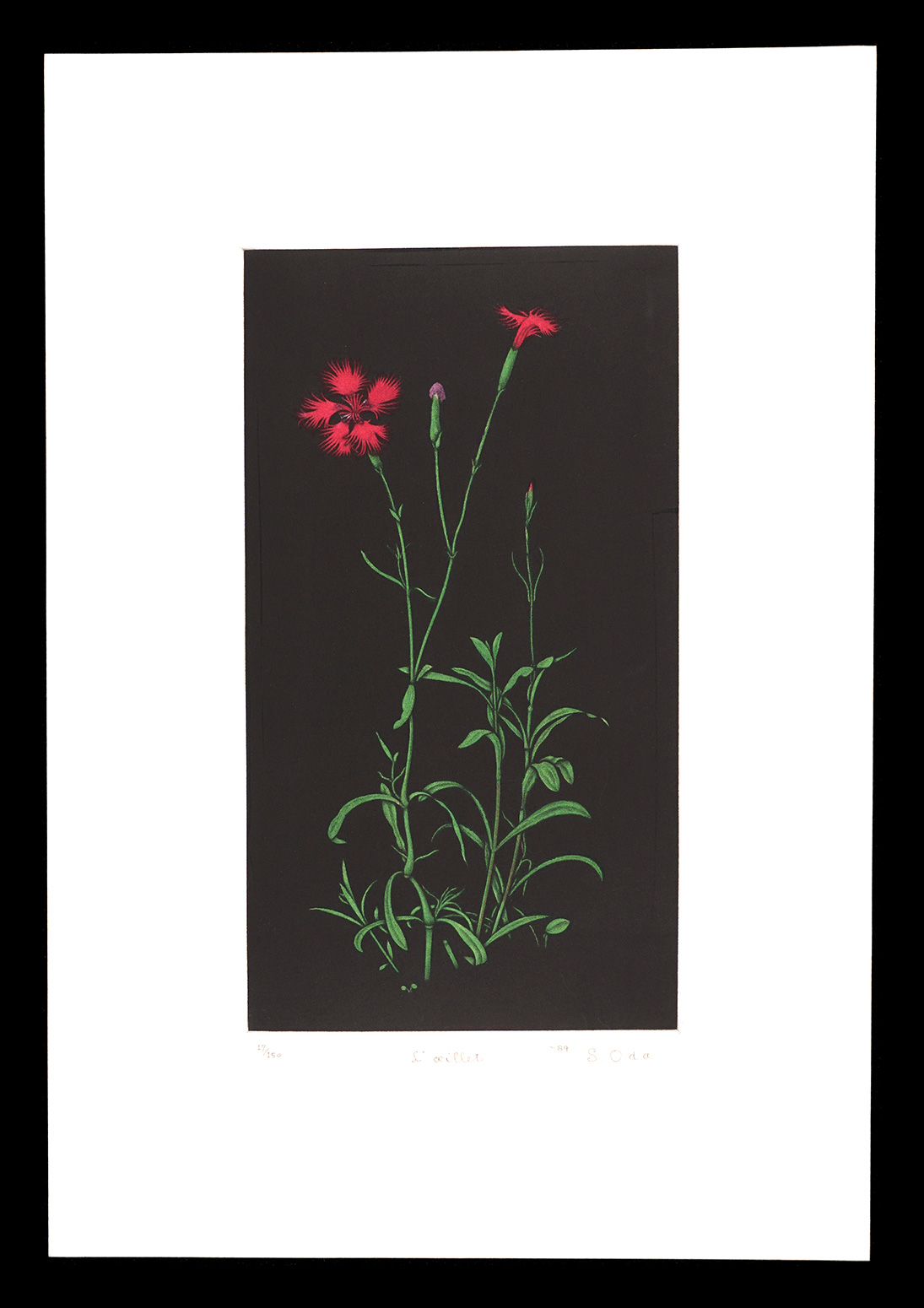 Oda Shigeru “Dianthus No. 2”