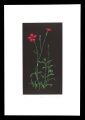 Dianthus No. 2