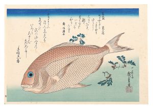 広重初代「魚づくし　鯛に山椒【復刻版】」