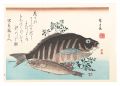 A Series of Fish Subjects / Ba......